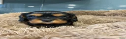 Cavalier King Charles Spaniel dogs for sale: 🐶 KC reg extensively health tested Cavalier 🐶  - Advert 24