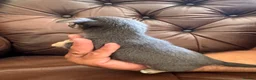 Chihuahua dogs for sale: 3 beautiful chihuahua pups - Advert 18