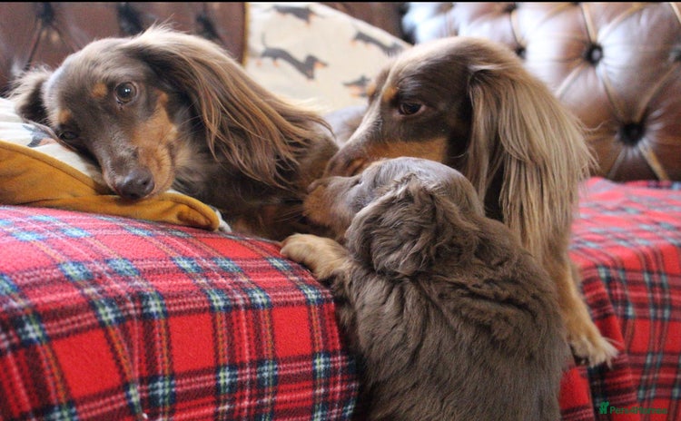 Dachshund dogs - Advert 1