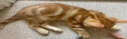 Mixed Breed cats for sale: Lovelo Ginger Kitten - Advert 5