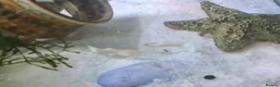 Bettas fish for sale: guppies mix - Advert 3