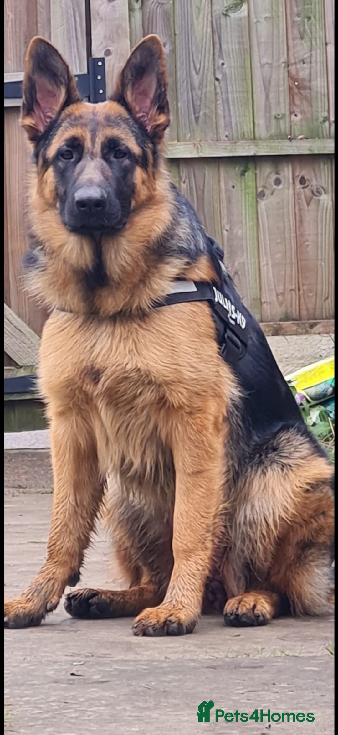 German Shepherd dogs for sale: German Shepherd Puppies Ready from 15th November - Image 14