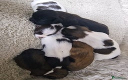 Lhasa Apso dogs for sale: 6 puppies  4 girls 2 boys - Image 3