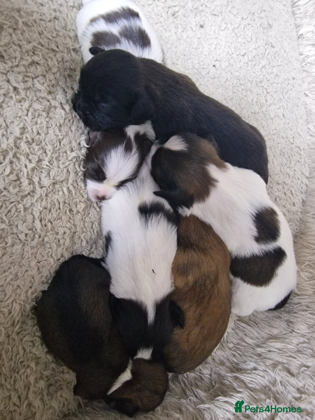 Lhasa Apso dogs for sale: 6 puppies  4 girls 2 boys - Image 3