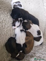 Lhasa Apso dogs - Advert 2