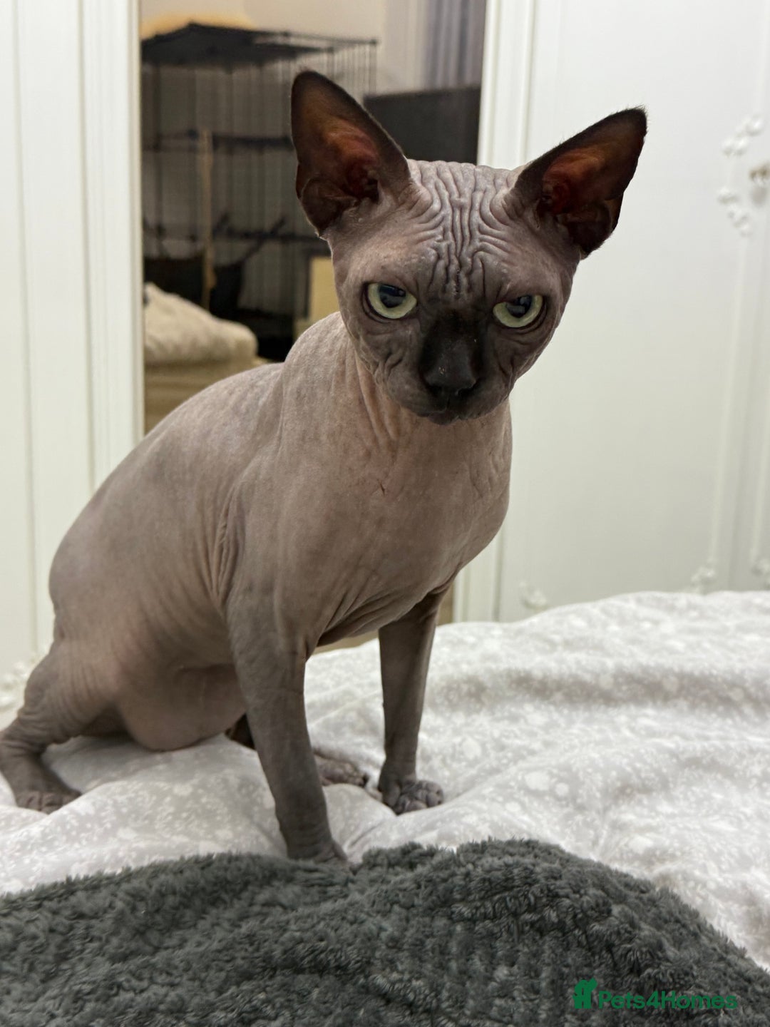 Sphynx cats for stud: TICA Registered Active, stunning Canadian Sphynx i - Advert 2