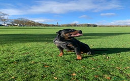 Rottweiler dogs for sale: Beautiful Male Rottweiler for Sale - Image 3
