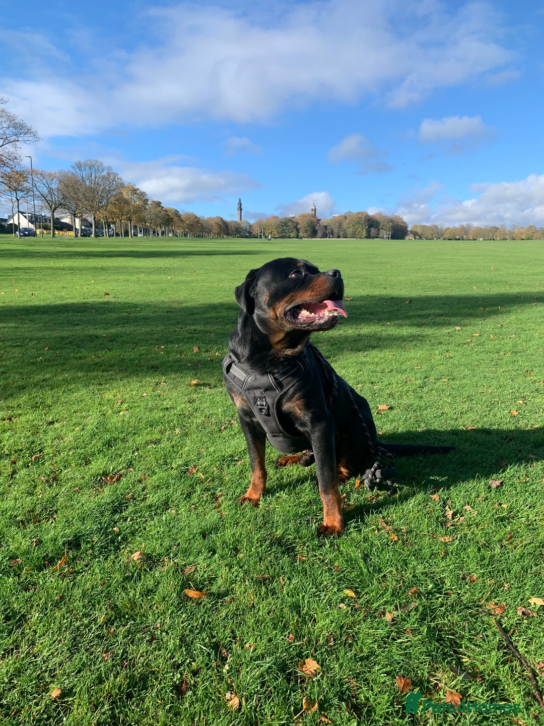 Rottweiler dogs for sale: Beautiful Male Rottweiler for Sale - Image 3
