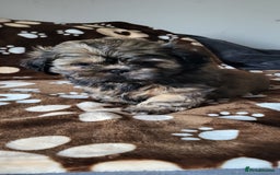 Shih Tzu dogs for sale: Adorable Shih tzu Puppies  - Image 12