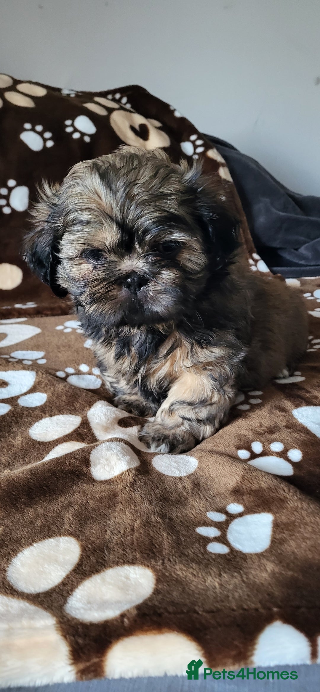 Shih Tzu dogs for sale: Adorable Shih tzu Puppies  - Image 12