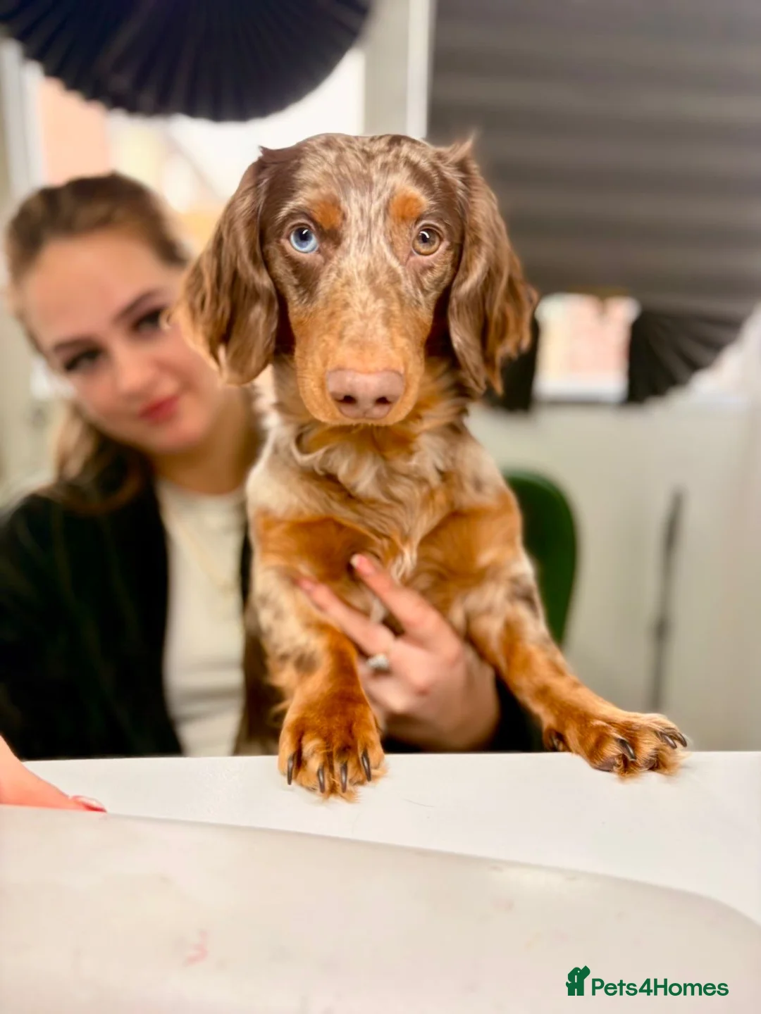 Miniature Dachshund dogs for stud: Miniature Dachshund for stud - Advert 1