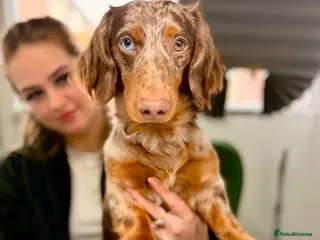 Miniature Dachshund dogs Miniature Dachshund for stud - Advert 13