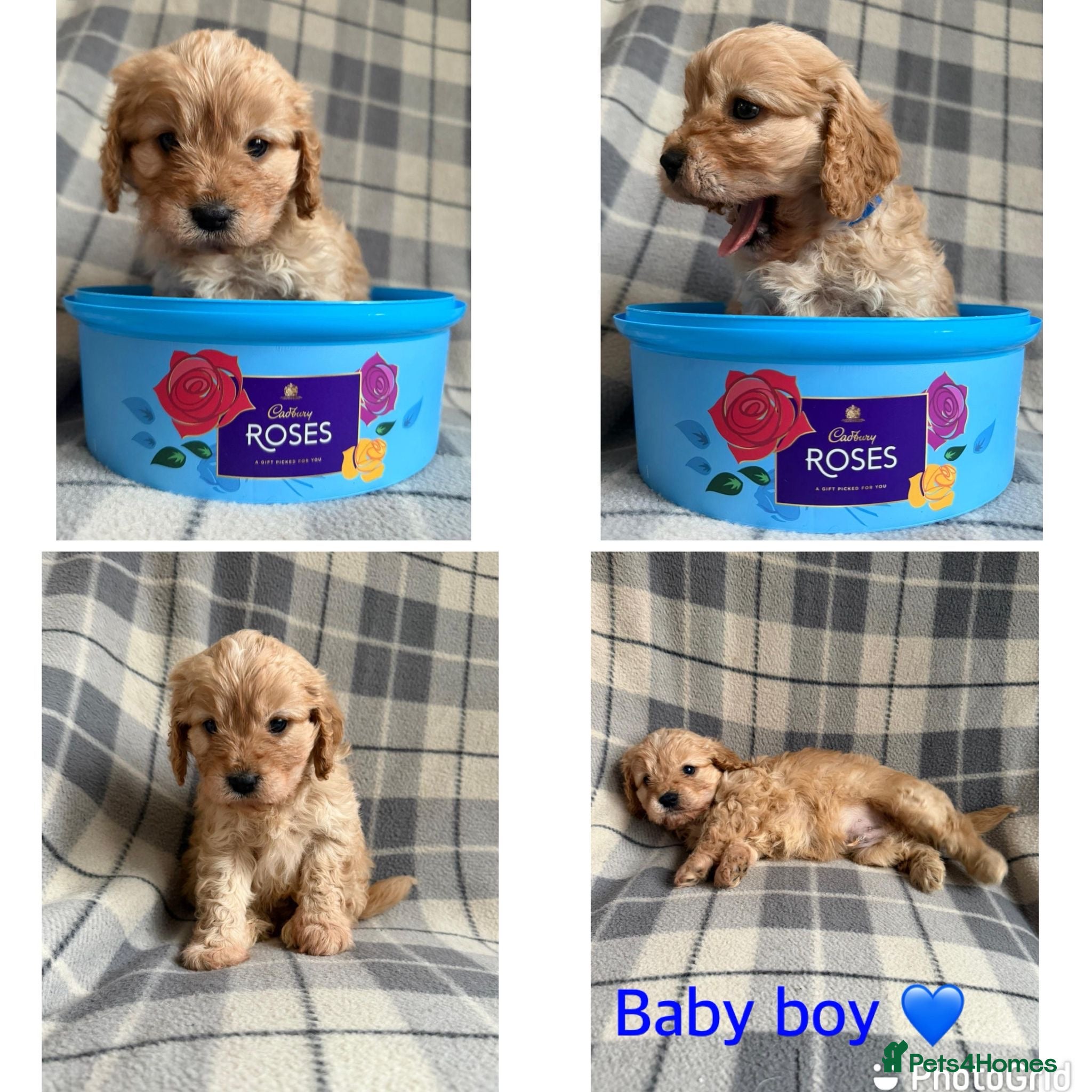 Cavapoo dogs Beautiful toy cavapoo puppies - Advert 4