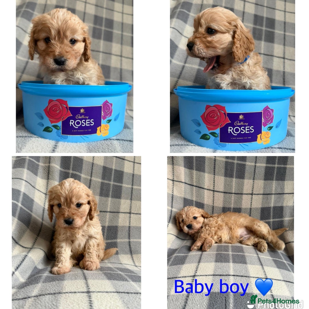 Cavapoo dogs for sale: Beautiful toy cavapoo puppies - Advert 1