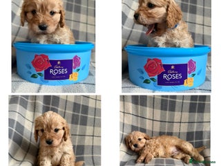 Cavapoo dogs Beautiful toy cavapoo puppies - Advert 3