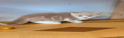 British Shorthair cats for sale: British Shorthair kittens - Advert 7