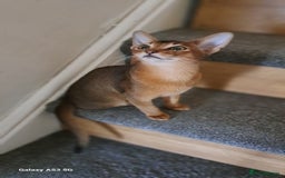Abyssinian cats for sale: 5✨TICA Beautiful Abyssinian Kittens - Image 6
