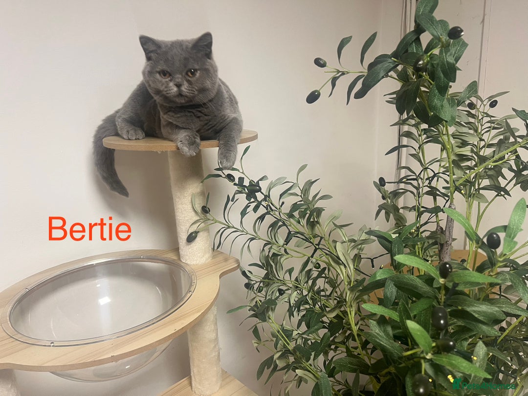 British Shorthair cats for sale: GCCC Registered British Shorthair Boys - Image 5
