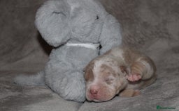 American Bully dogs for sale: 🔥🔥American bully pups 🔥🔥 - Image 1