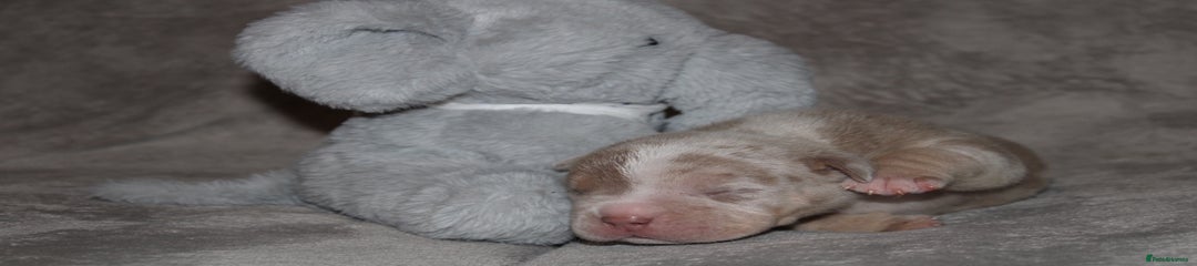 American Bully Puppy 2