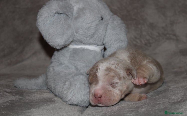 American Bully dogs - Advert 1