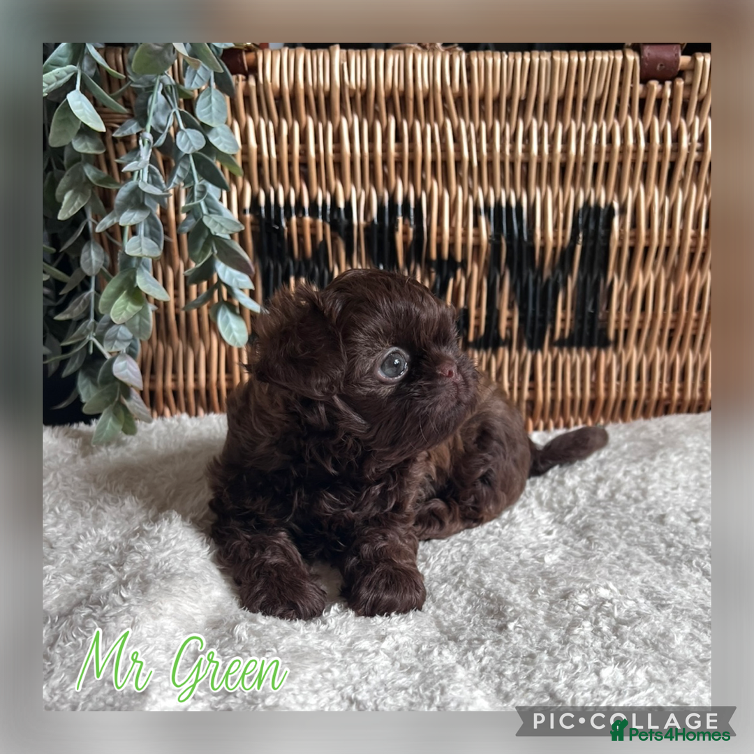 Shih Tzu dogs for sale: Stunning KC chocolate imperial Shihtzu puppies - Image 13