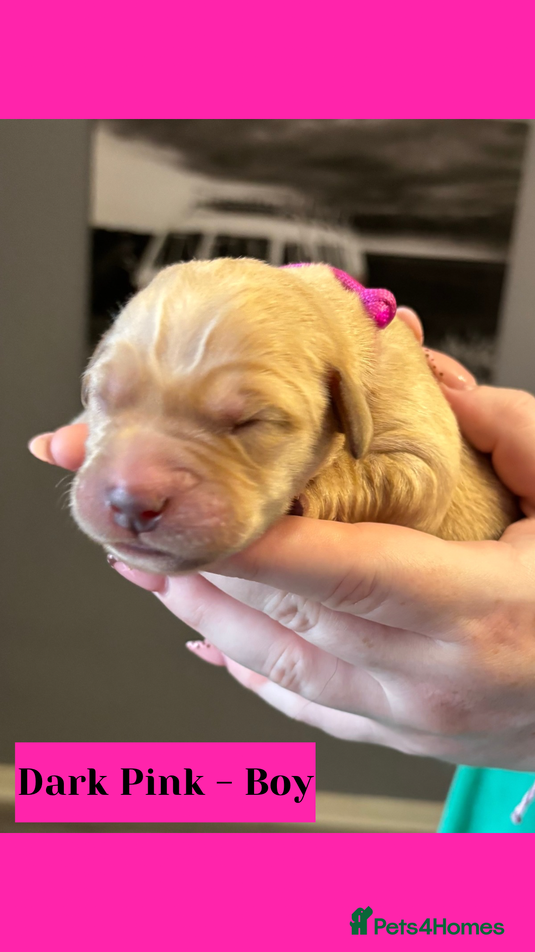 Goldador dogs for sale: Goldador puppies - Image 17
