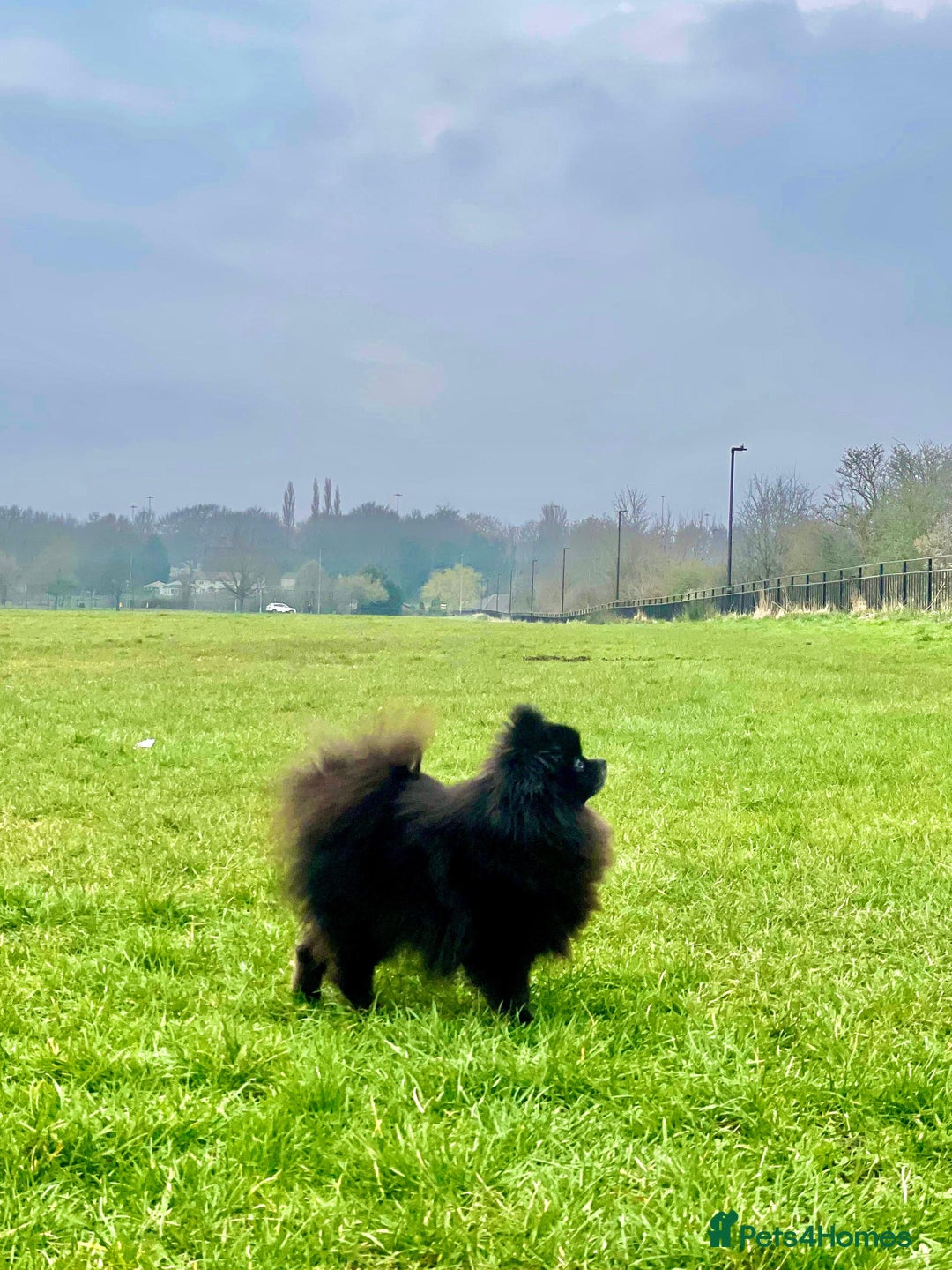 Pomeranian dogs for sale: RARE colour CHAMPION line Pomeranian puppy Pup - Advert 22