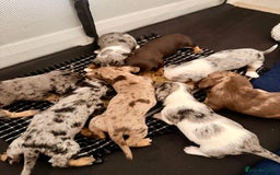 Mixed Breed dogs for sale: Miniature Dachshund × Dachshund Cockapoo Puppies - Advert 3