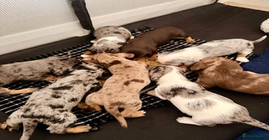 Mixed Breed dogs Miniature Dachshund × Dachshund Cockapoo Puppies - Advert 11