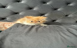 Persian cats for sale: Perfect pure breed Persian kitten 1 left reduced - Image 4