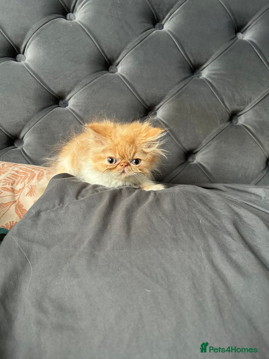 Persian cats for sale: Perfect pure breed Persian kitten 1 left reduced - Image 4