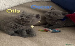 British Shorthair cats for sale: Cute kittens looking for loving home - Image 2
