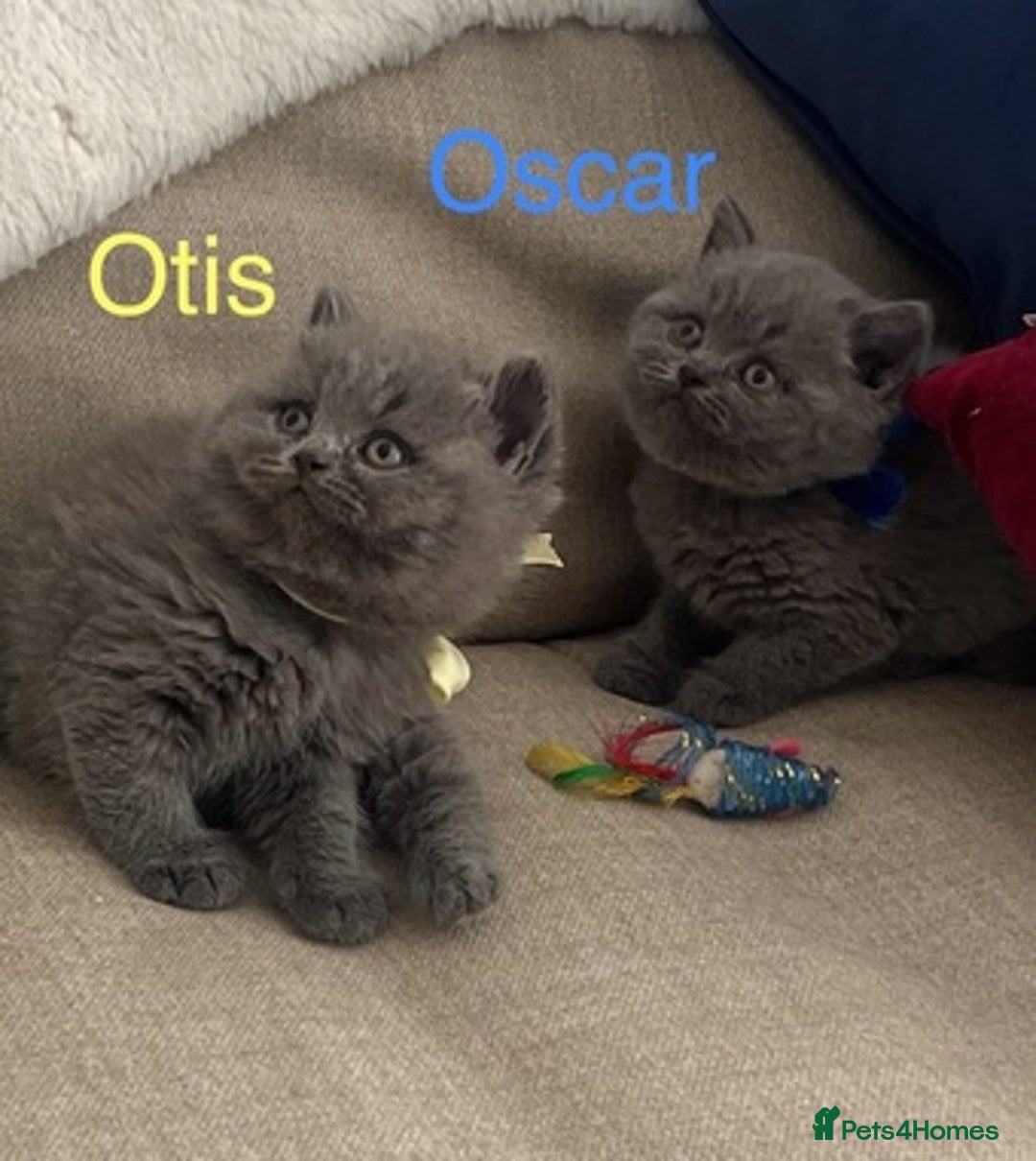 British Shorthair cats for sale: Cute kittens looking for loving home - Image 2