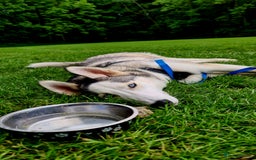Siberian Husky dogs for sale: Siberian Huskies, female&male, male KC Registered - Image 9