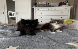 Maine Coon cats for sale: 1 BLACK SMOKE BOY 1 TORTIE GIRL MAINE COON KITTENS - Image 19