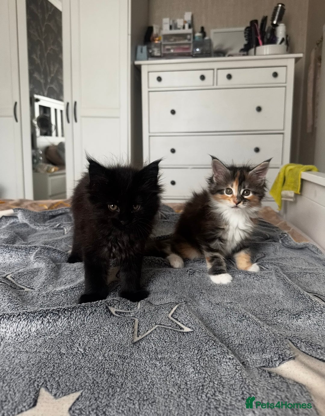 Maine Coon cats for sale: 1 BLACK SMOKE BOY 1 TORTIE GIRL MAINE COON KITTENS - Image 19