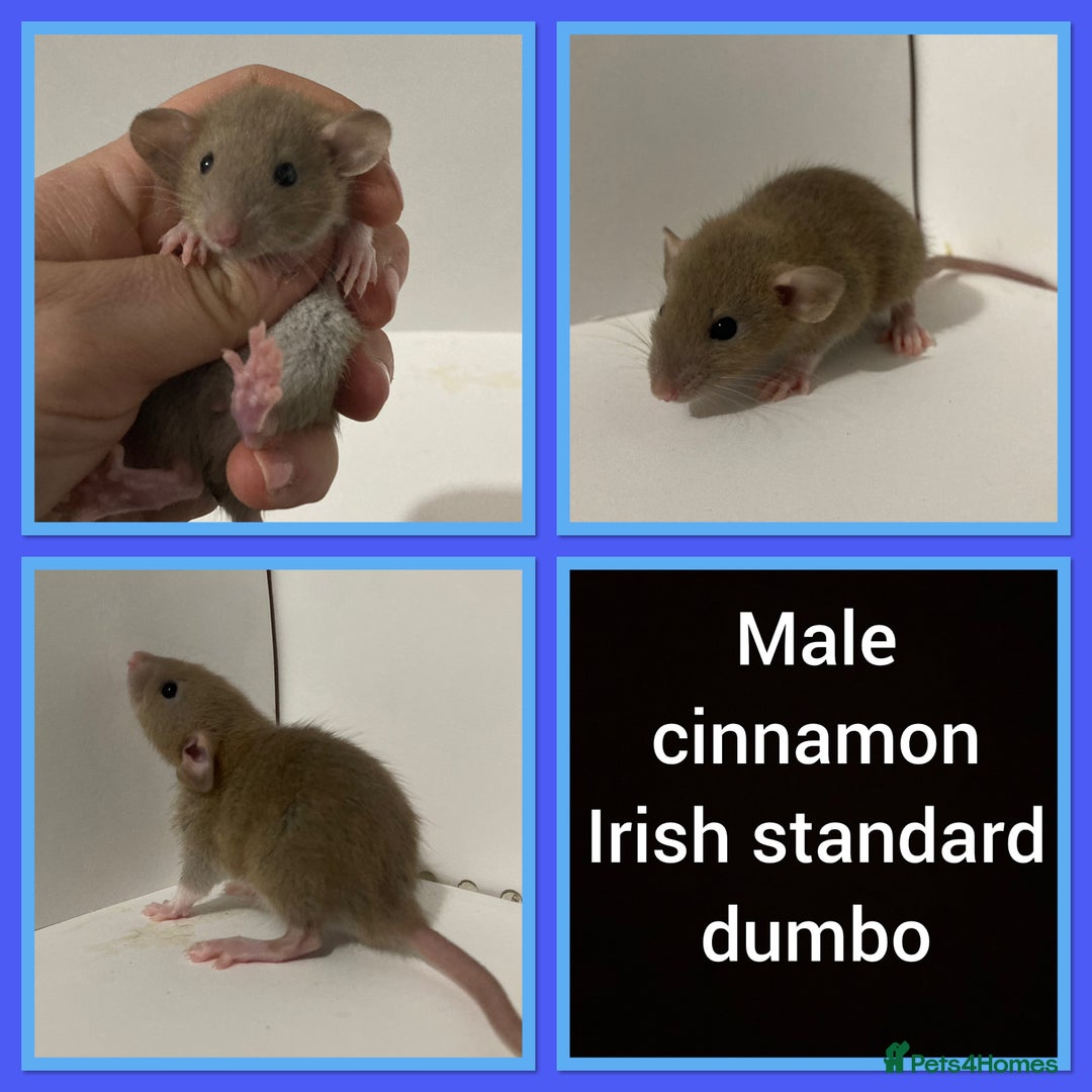 Rat rodents for sale: Adorable dumbo baby rates for sale ♥️ - Advert 3