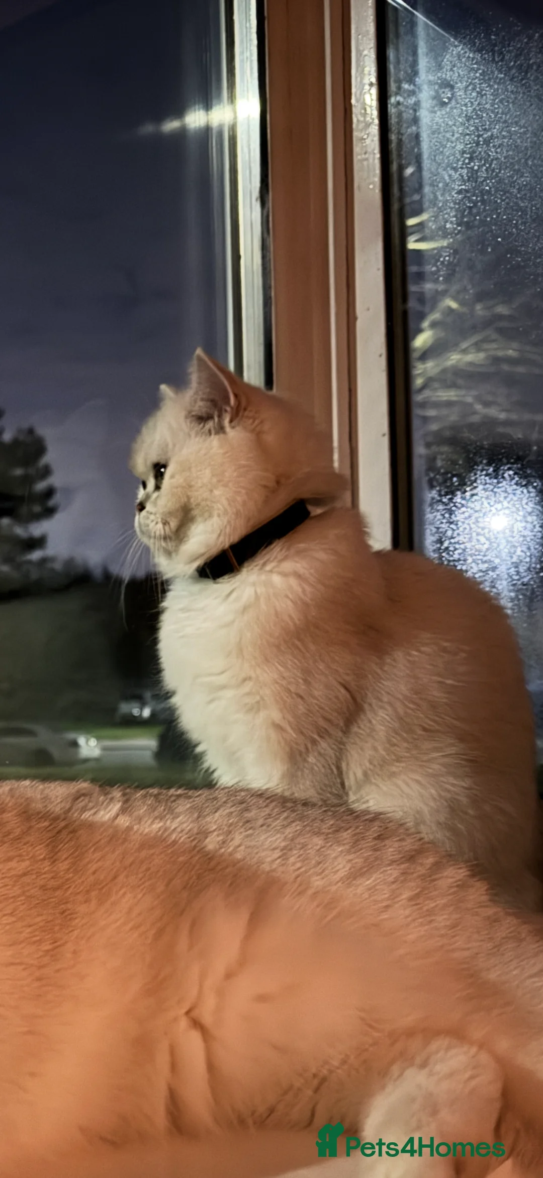 British Shorthair cats for sale: Beautiful British Shorthair - Advert 5