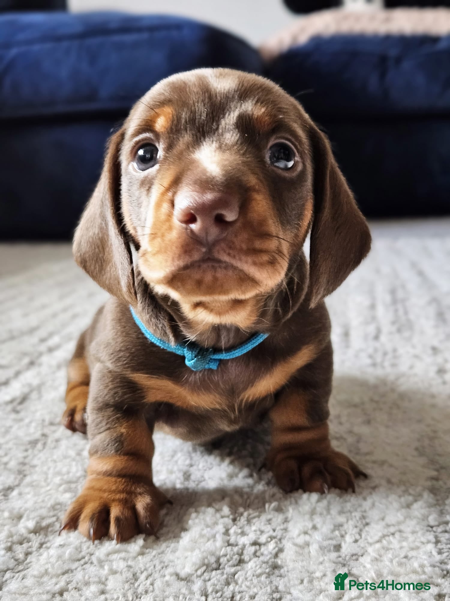 Miniature Dachshund dogs Stunning KC reg pups * READY TO VIEW*  - Advert 18