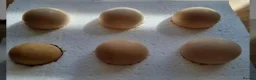 Chickens poultry for sale: 6 Silkie hatching eggs - Advert 3