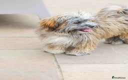Mixed Breed dogs for adoption: Gilbert the hypoallergenic dog - Image 3