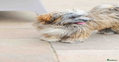 Mixed Breed dogs - Advert 1