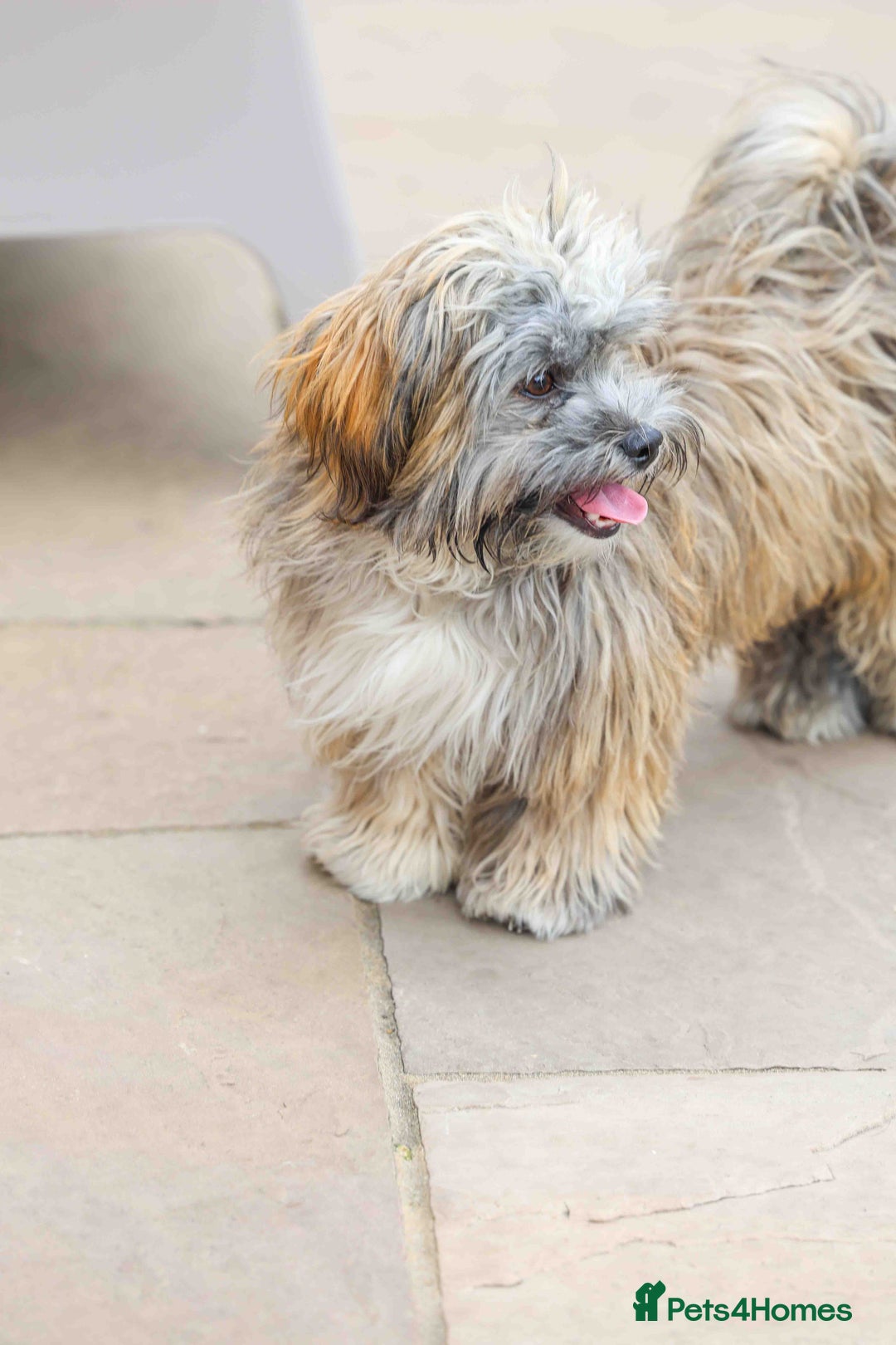 Mixed Breed dogs for adoption: Gilbert the hypoallergenic dog - Image 3