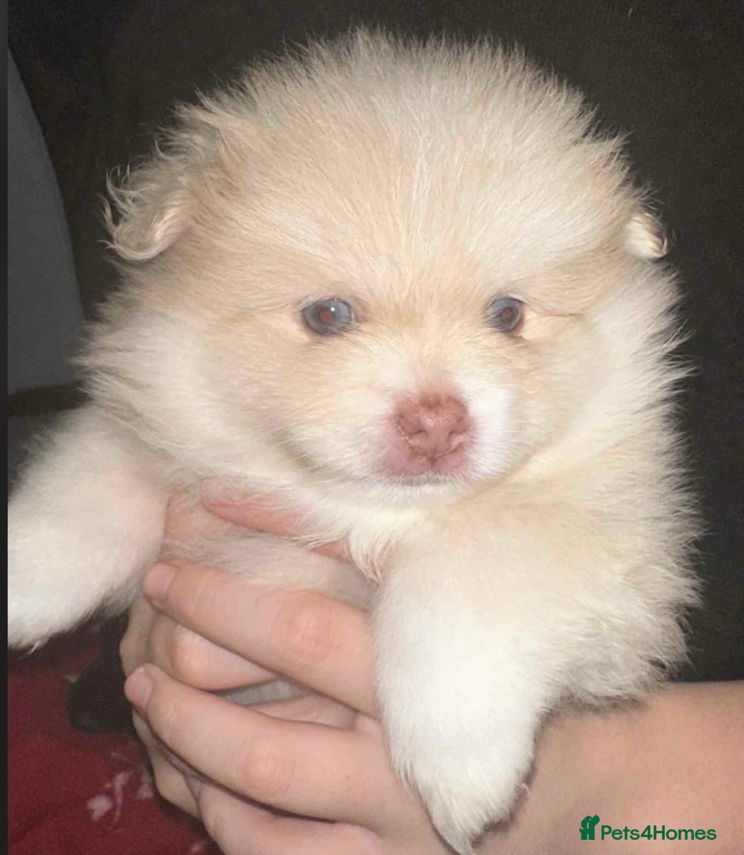 Pomeranian dogs for sale: Blue eyed Pomeranian boy ready now  - Advert 11