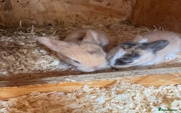 Mini Lop rabbits for sale: Mini Lops & Mini Lion Lops. Separate litters - Image 28