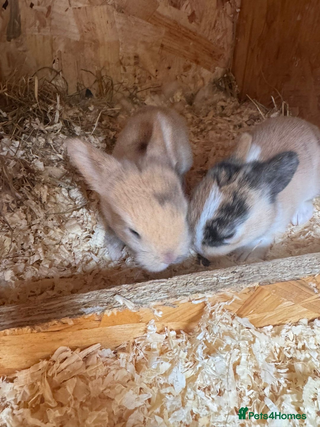 Mini Lop rabbits for sale: Mini Lops & Mini Lion Lops. Separate litters - Image 28