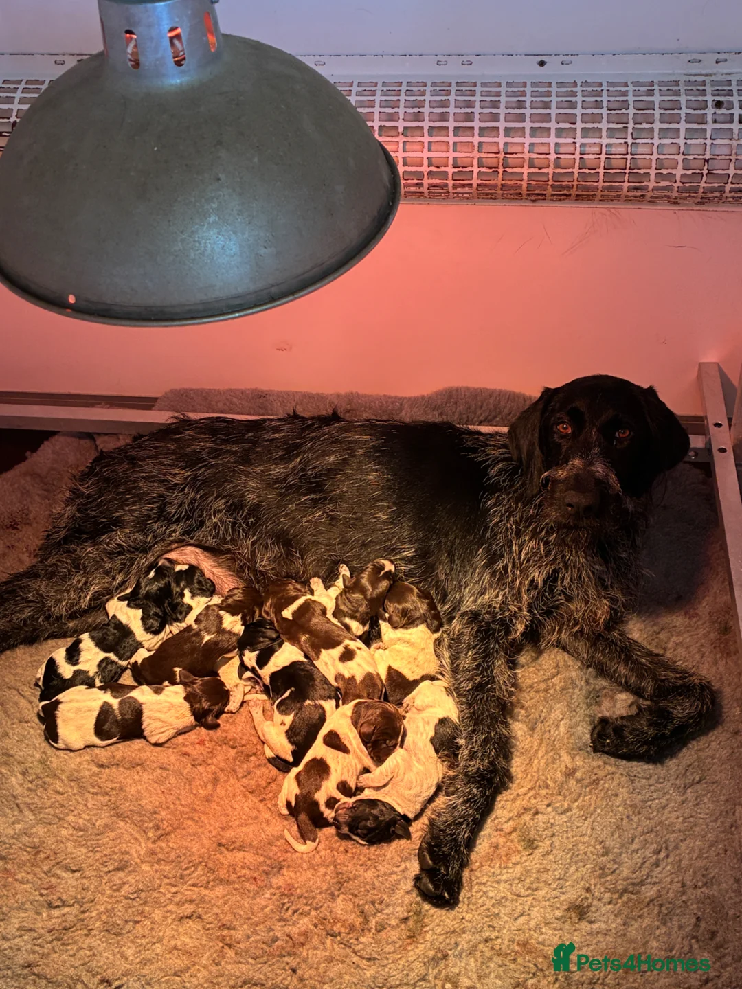 German Wirehaired Pointer dogs for sale: 5 Star Council Registered Breeder litter of GWP  - Advert 1