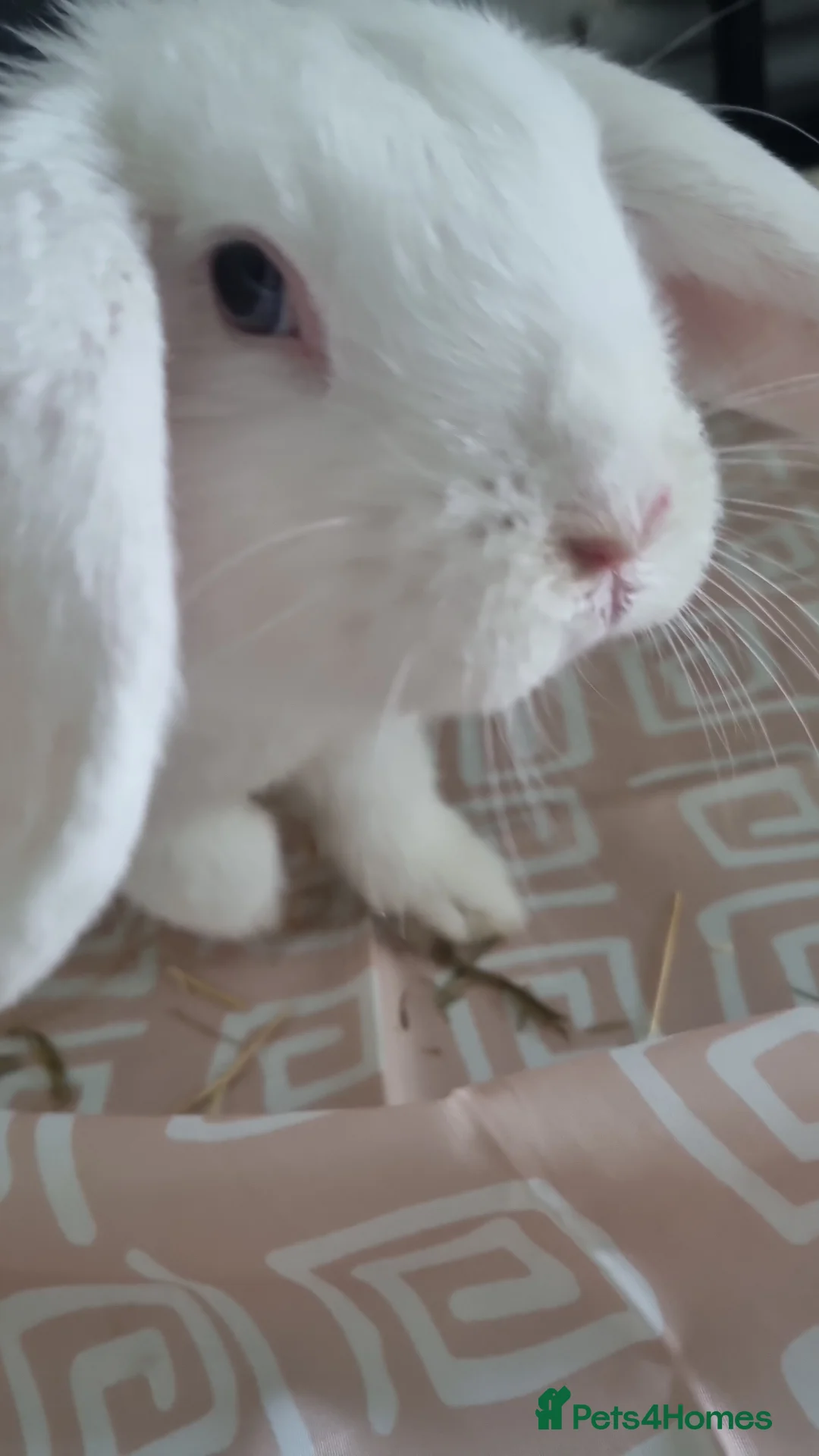 Dwarf Lop rabbits for sale: Pure Breed White Dwarf Lop with blue eyes - Advert 4