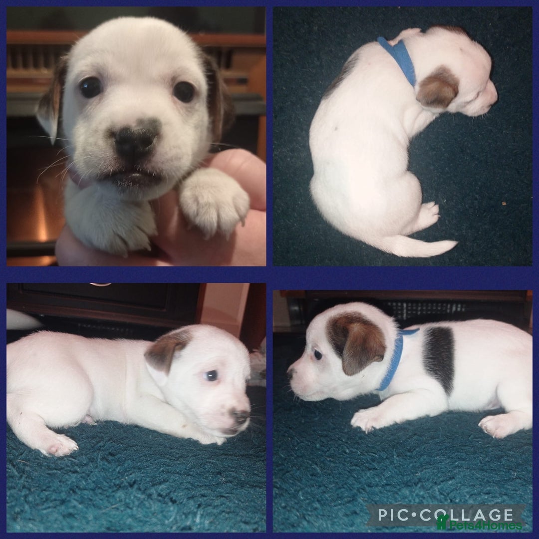 Jack Russell dogs for sale: Stunning jack russell puppies - Advert 4